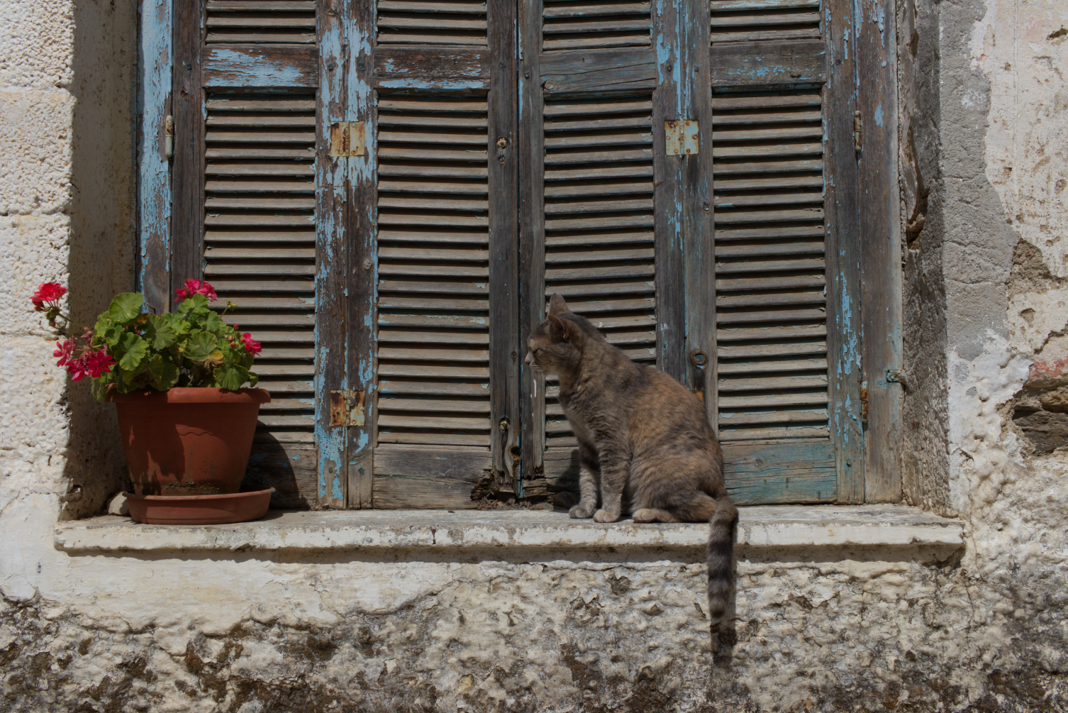 Naxian cat